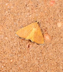 Hyalobathra brevialis