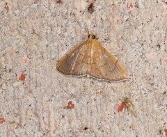 Hyalobathra illectalis