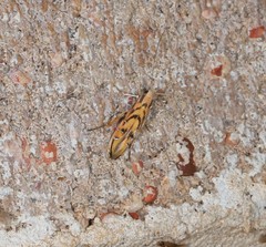 Trachydora chrysodoxa