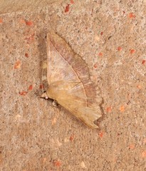 Hypospila dochmotoma