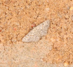 Idaea ferrilinea
