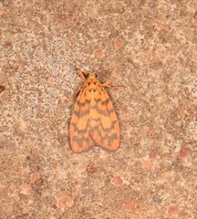 Miltochrista quadrilineata