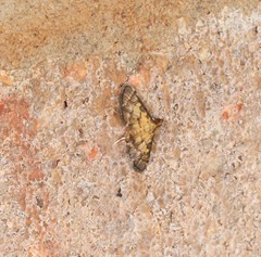 Metasia polytima
