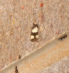 Micrapatetis orthozona