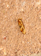 Moerarchis placomorpha