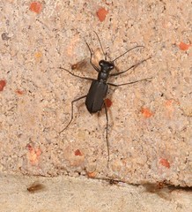 Myriochila semicincta