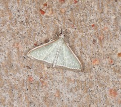 Myrmidonistis hoplora