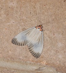 Neochera dominia
