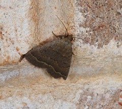 Nodaria aneliopis