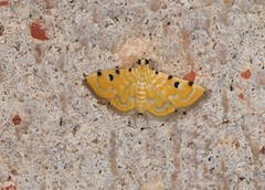 Notarcha obrinusalis