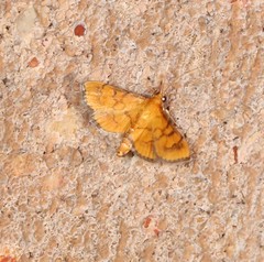 Orphanostigma abruptalis