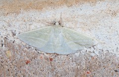 Oenochroma infantilis