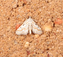 Parapoynx dentizonalis