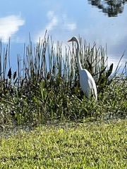 Ardea alba