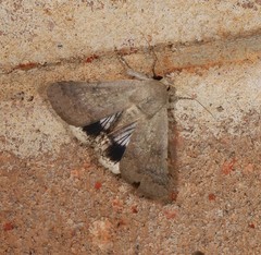Pandesma submurina