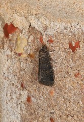 Paromphale caeca