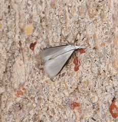 Patissa atricostalis