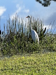 Ardea alba