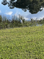 Ardea alba