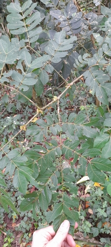 Nongo (Albizia grandibracteata)