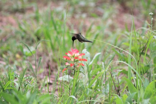 Ruby-throated Hummingbird photographed in Texas