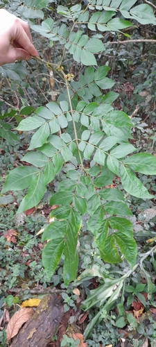 Image of Albizia grandibracteata by (c) Mathew Rees, some rights reserved (CC BY)