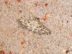 Sameodes iolealis