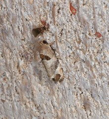 Sorolopha cyclotoma