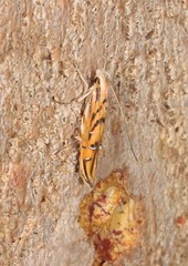 Trachydora chrysodoxa