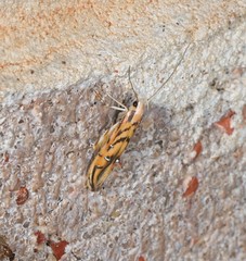 Trachydora chrysodoxa