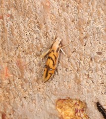 Trachydora chrysodoxa