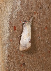 Westermannia gloriosa