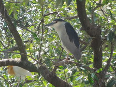 Nycticorax nycticorax