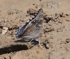 Charaxes guderiana guderiana