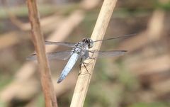 Palpopleura deceptor