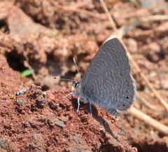 Pseudonacaduba sichela sichela