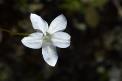 Wahlenbergia albomarginata