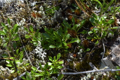 Wahlenbergia albomarginata