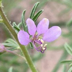 Cleome rubella