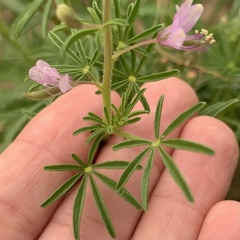 Cleome rubella