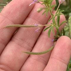 Cleome rubella