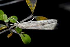 Donacostola notabilis