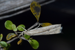 Donacostola notabilis