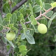 Commiphora angolensis