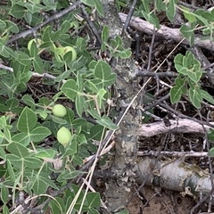 Commiphora angolensis