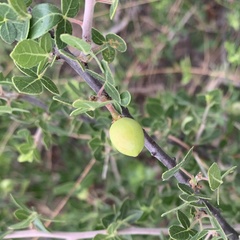 Commiphora angolensis