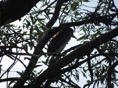 Nycticorax nycticorax