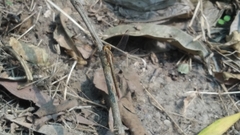 Neurothemis intermedia intermedia