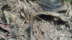 Neurothemis intermedia intermedia