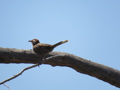 Pomatostomus ruficeps